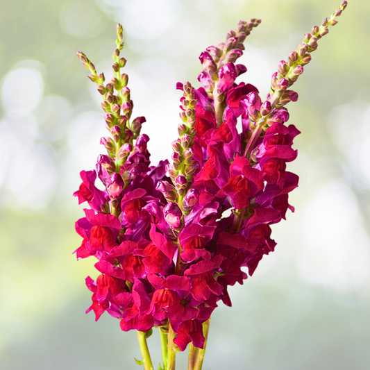 Snapdragon Seeds - 2000 Non-GMO Defiance Red Cut Flowers - Attracts Hummingbirds (Antirrhinum majus)