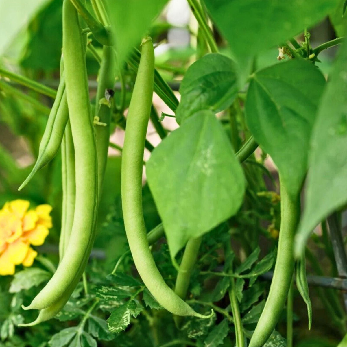 Blue Lake Bush Green Bean Seeds – 20 Heirloom Seeds for Home Gardening – Phaseolus vulgaris