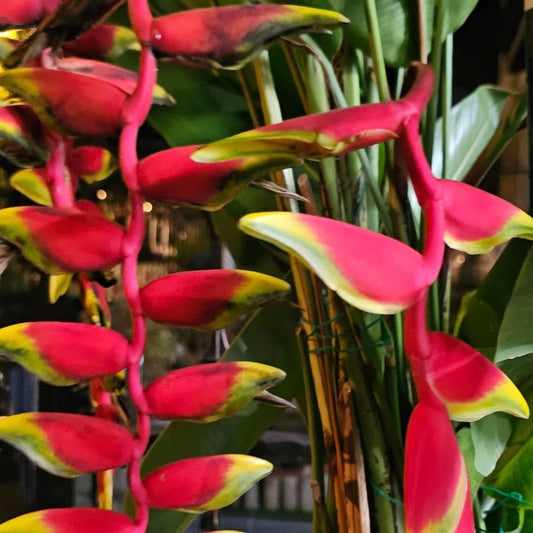 Heliconia Plant 9" Pot 'Choconiana' Tropical Foliage Exotic Houseplant (Heliconia psittacorum) Indoor/Outdoor Decor