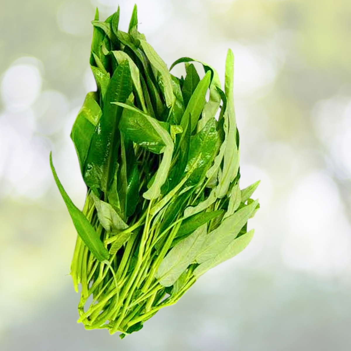 Water Spinach Seeds 120pcs Organic Heirloom 'Kong Xin Cai' Non-GMO Vegetable Seeds (Ipomoea aquatica)