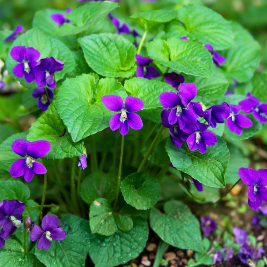 Purple Wild Violet Rhizomes 20+ Organic Bareroots Edible Perennial Flower Viola spp. Hardy Zones 6-10