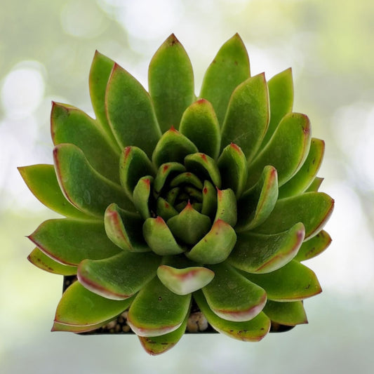 Echeveria Plant 2" & 4" Lipstick Echeveria Red Succulent Echeveria agavoides Compact Indoor & Outdoor Decor