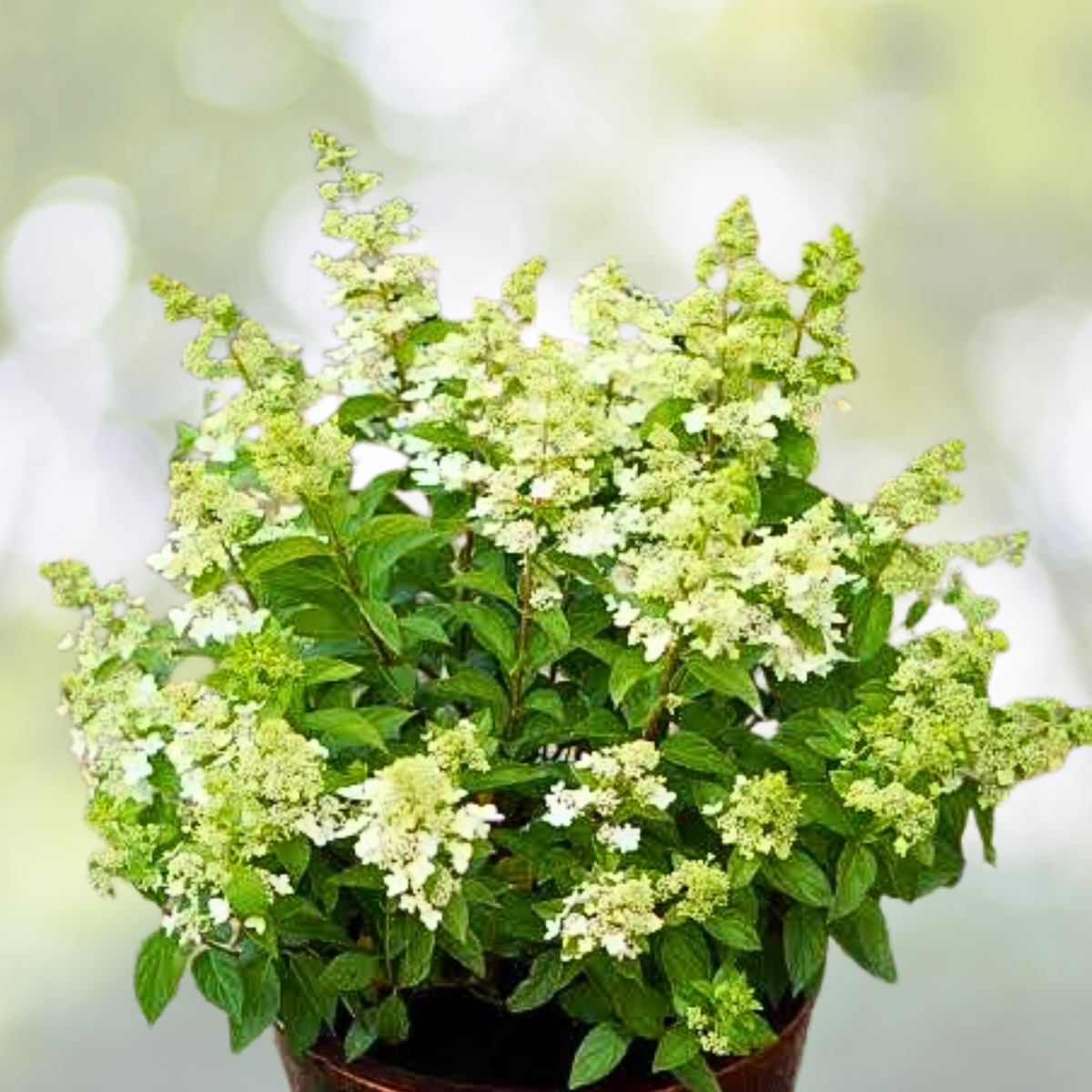 Hydrangea Plant 'Confetti' - 6-8 Inch Panicle Hydrangea - Hydrangea paniculata
