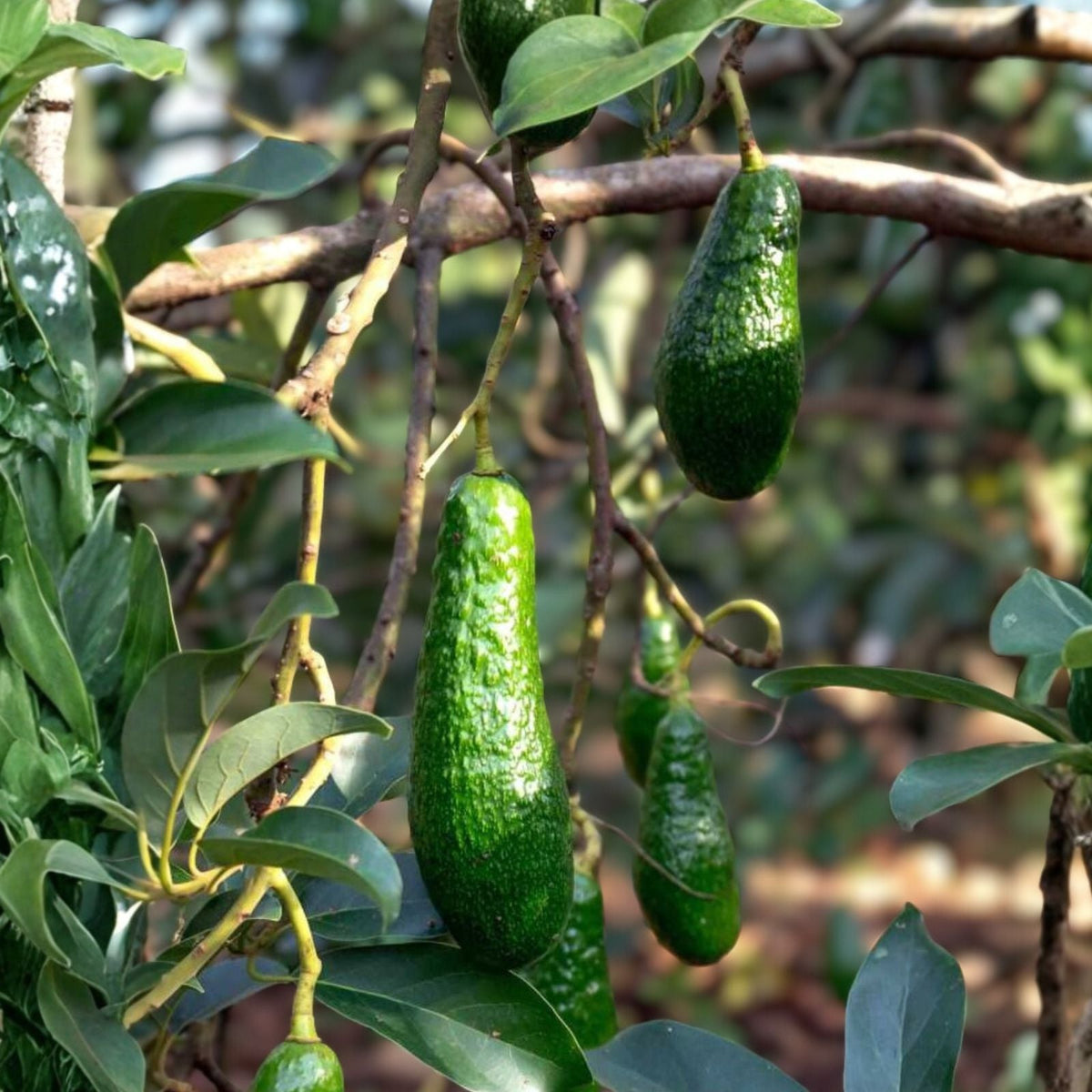 Grafted Russell Avocado Tree 3 Gallon - Healthy Indoor/Outdoor Plant - Persea americana