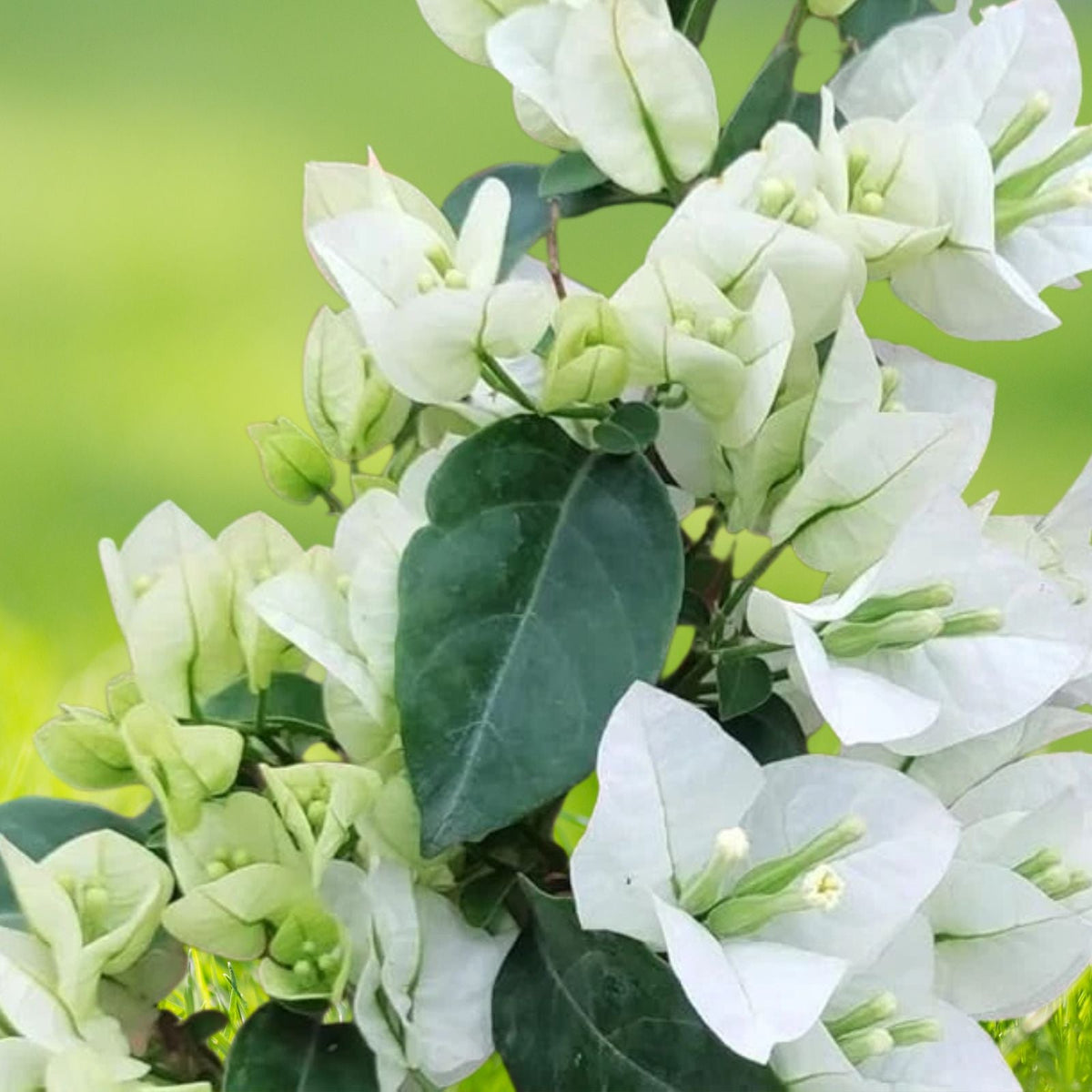 White Bougainvillea Plant 4 Inch Pot 5 to 10 Inch Tall Bougainvillea glabra