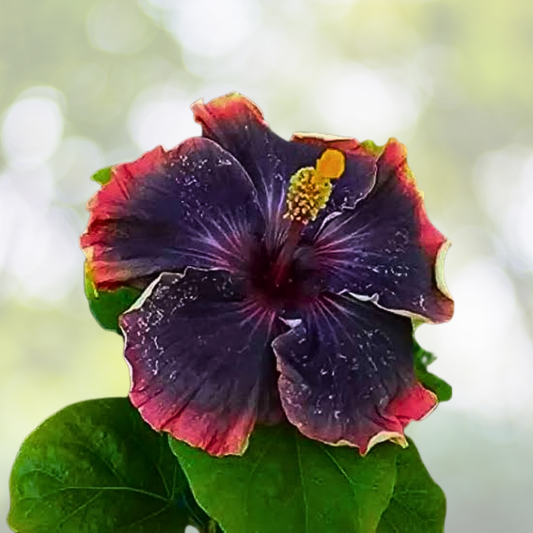 30pcs Rare Hibiscus Seeds - Non-GMO Heirloom Variety - Hibiscus rosa-sinensis for Garden Planting