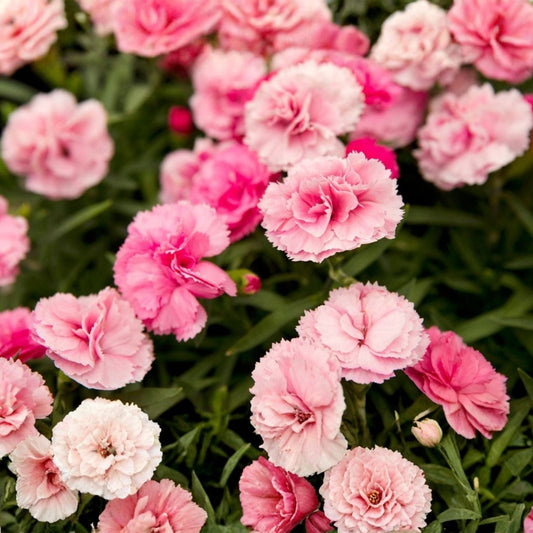 Dianthus Perennial Plant 4-Inch Pot - Fragrant Pink Blooms - Live Garden Flower - Hardy Border Plant