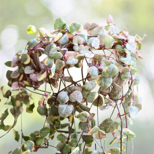 String of Hearts Plant 4" & 6" Ceropegia woodii Trailing Succulent Indoor Hanging Plant Decor