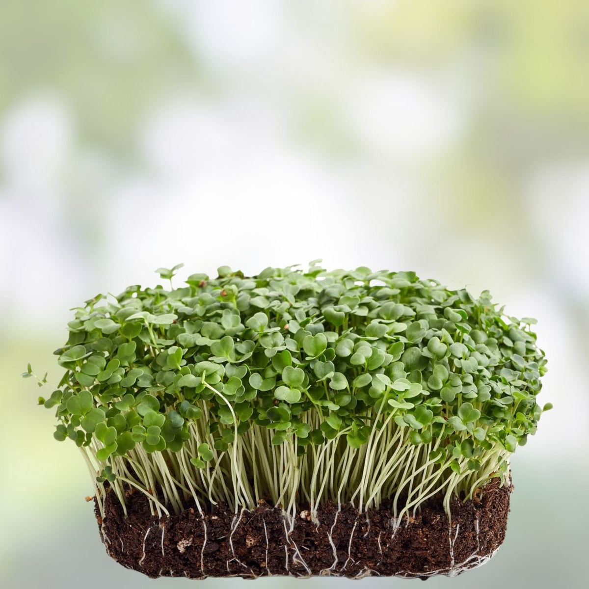 Non-GMO Arugula Microgreen Seeds 13 oz - Sprouting Seeds for Healthy Sprouts (Eruca sativa)