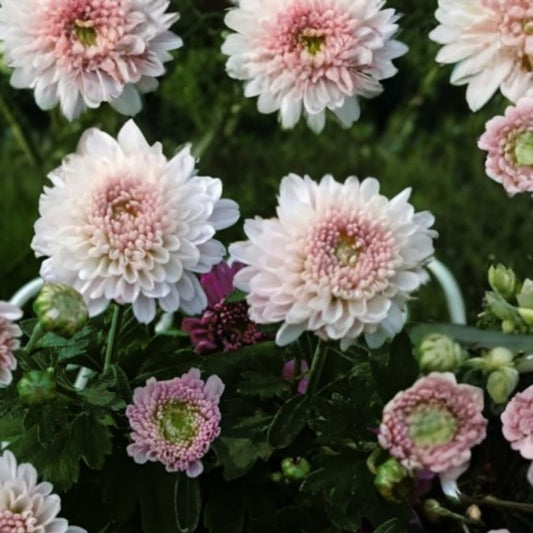 Chrysanthemum Seeds 200+ Blue White Mum Flower Seeds Annual Garden Flowers Chrysanthemum morifolium