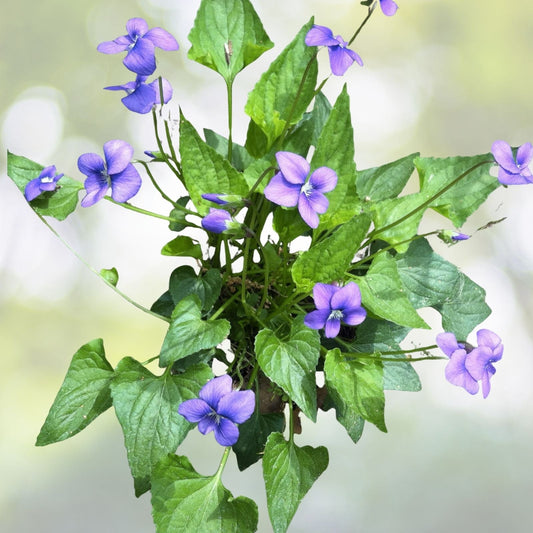 Purple Blue Violet Plants 5-Pack, Edible Perennial, Heart-Shaped Leaves, Butterfly Attractant, Viola Sororia, Easy Grow