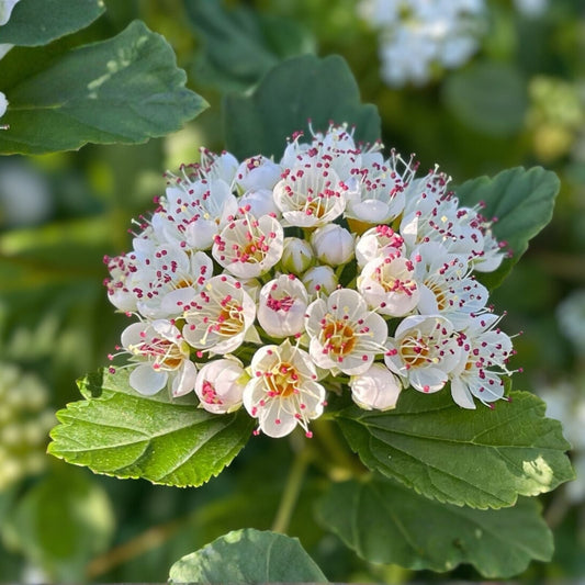 Ninebark Plant Bare Root 12-18 Inches, Physocarpus opulifolius, Hardy Shrub for Zones 5-9