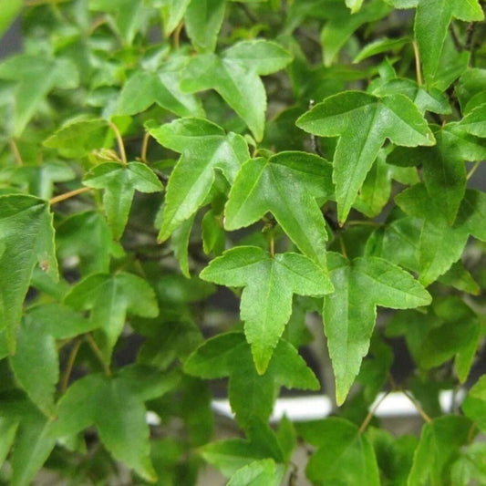Trident Maple Trees Set of 2 6 to 12 Inch Deciduous Tree in 4 Inch Pot Acer buergerianum