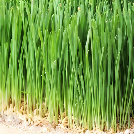 Non-GMO Barley Microgreen Seeds 8 oz for Sprouting – Healthy Home-Grown Sprouts – Hordeum vulgare