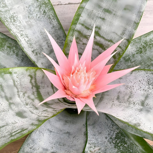 Bromeliad Plant 6 Inch Pot Guzmania Priscilla - Indoor Tropical Flowering Plant - Guzmania spp.