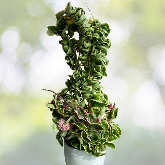 Hoya Compacta Variegata Plant - Variegated Hindu Rope - Hoya carnosa compacta variegata - Tropical Indoor Houseplant