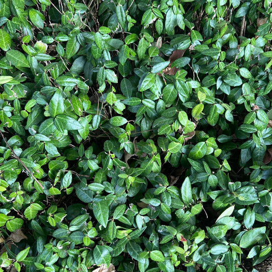 Wintercreeper Rooted Plants 5 pcs Evergreen Ground Cover Euonymus fortunei Hardy Garden Vines for Landscaping
