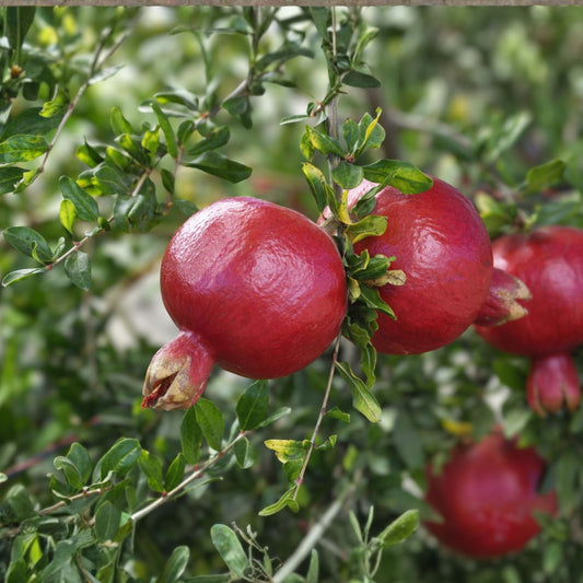 Pomegranate Tree Starter Plant - Wonderful Variety - Edible Fruit - Punica granatum - 1 Bare Root Plant