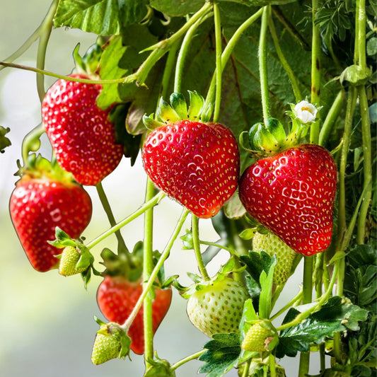 Strawberry Plants 5-Pack Extra Large Sweet Ozark Roots High Yield Berries - Fragaria × ananassa