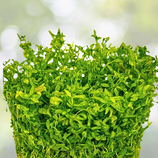 Pearlweed Stems (20+) - Live Aquatic Plant for Freshwater Aquariums, Hemianthus Micranthemoides - Easy Care Aquatic Flora