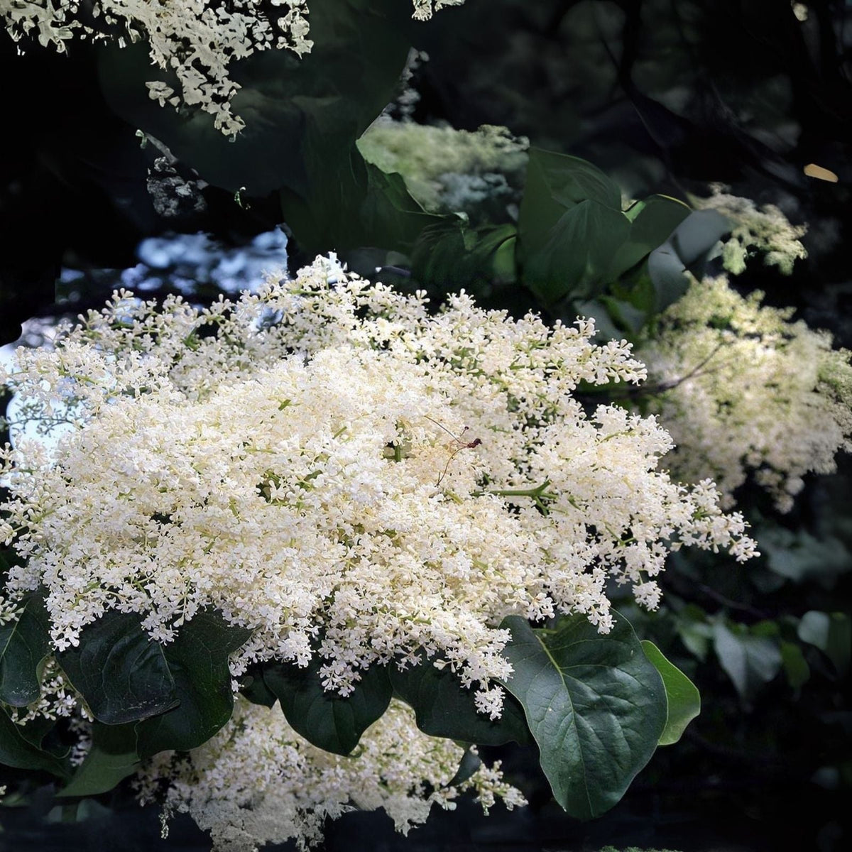 White Japanese Lilac Seeds - 25 Extremely Fragrant Seeds - Syringa reticulata