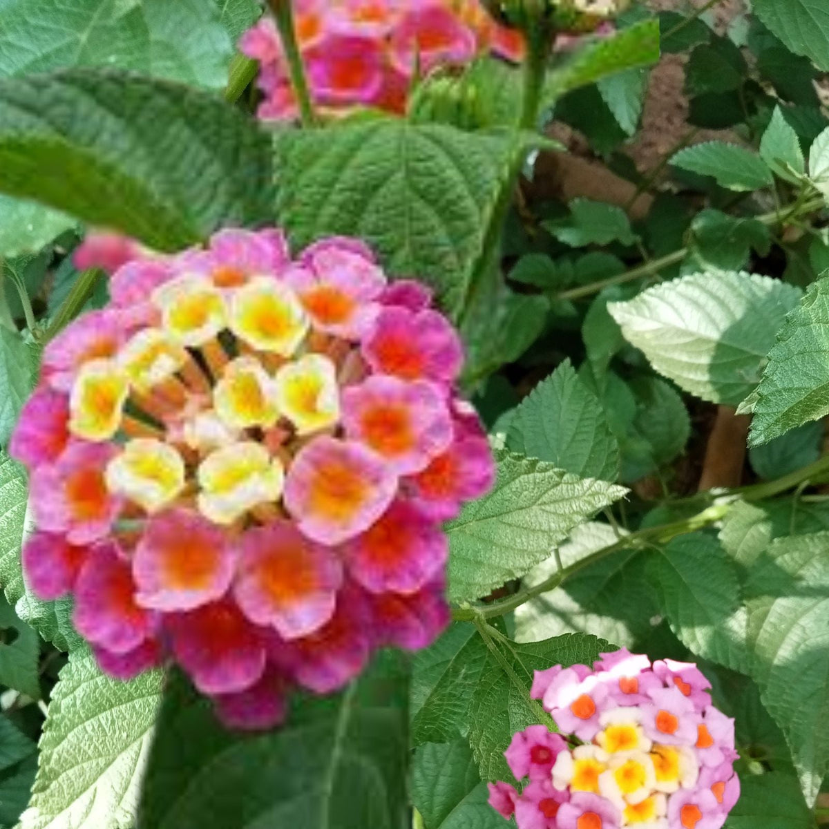 Lantana Pink Live Plant Hardy Groundcover 3 to 5 Inch Tall Lantana camara