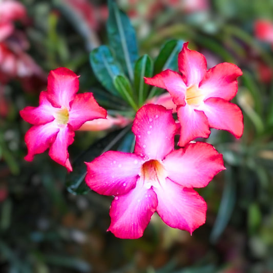 Desert Rose Houseplant 6" - Flowering Adenium Obesum - Colorful Blooms - Drought-Tolerant Succulent for Indoor Decor