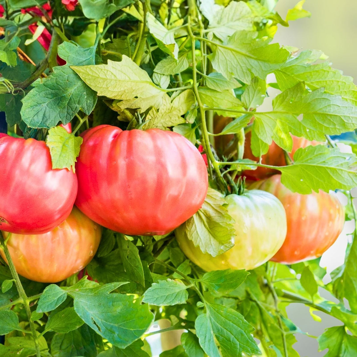 Beefsteak Tomato Seeds 500 Pack Heirloom Non-GMO Vegetable Solanum lycopersicum