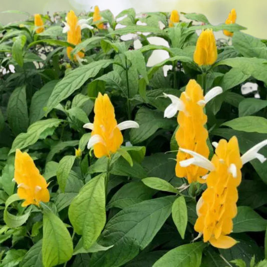 Yellow Shrimp Plant 4 to 6 Inch Pachystachys lutea No Pot Tropical Flowering Plant for Gardens and Indoor Decor