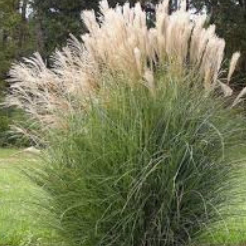 Maiden Grass Seeds 100 Pack Silver Morning Light Organic Miscanthus Sinensis Ornamental Grass