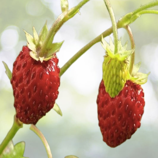 Alpine Strawberry Seeds - Fast Growing - Fragaria Vesca - 100+ Seeds - Ideal for Home Gardens - Free Shipping