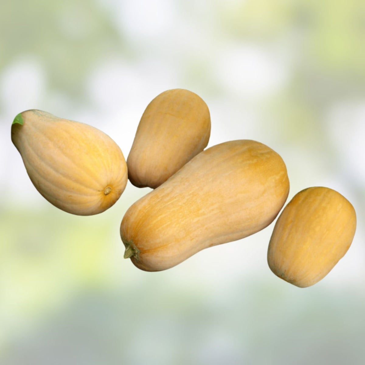 Butternut Squash Seeds 500 Count Heirloom Non-GMO Cucurbita moschata Vegetable Seeds