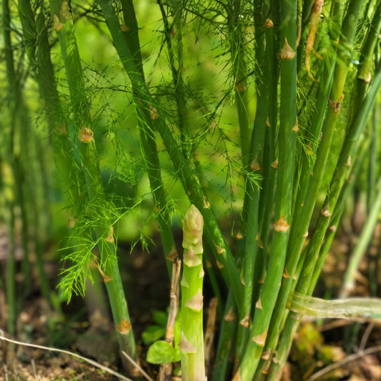 Asparagus Seeds 75+ Non-GMO Heirloom Vegetable Garden Variety Asparagus officinalis USA Seller