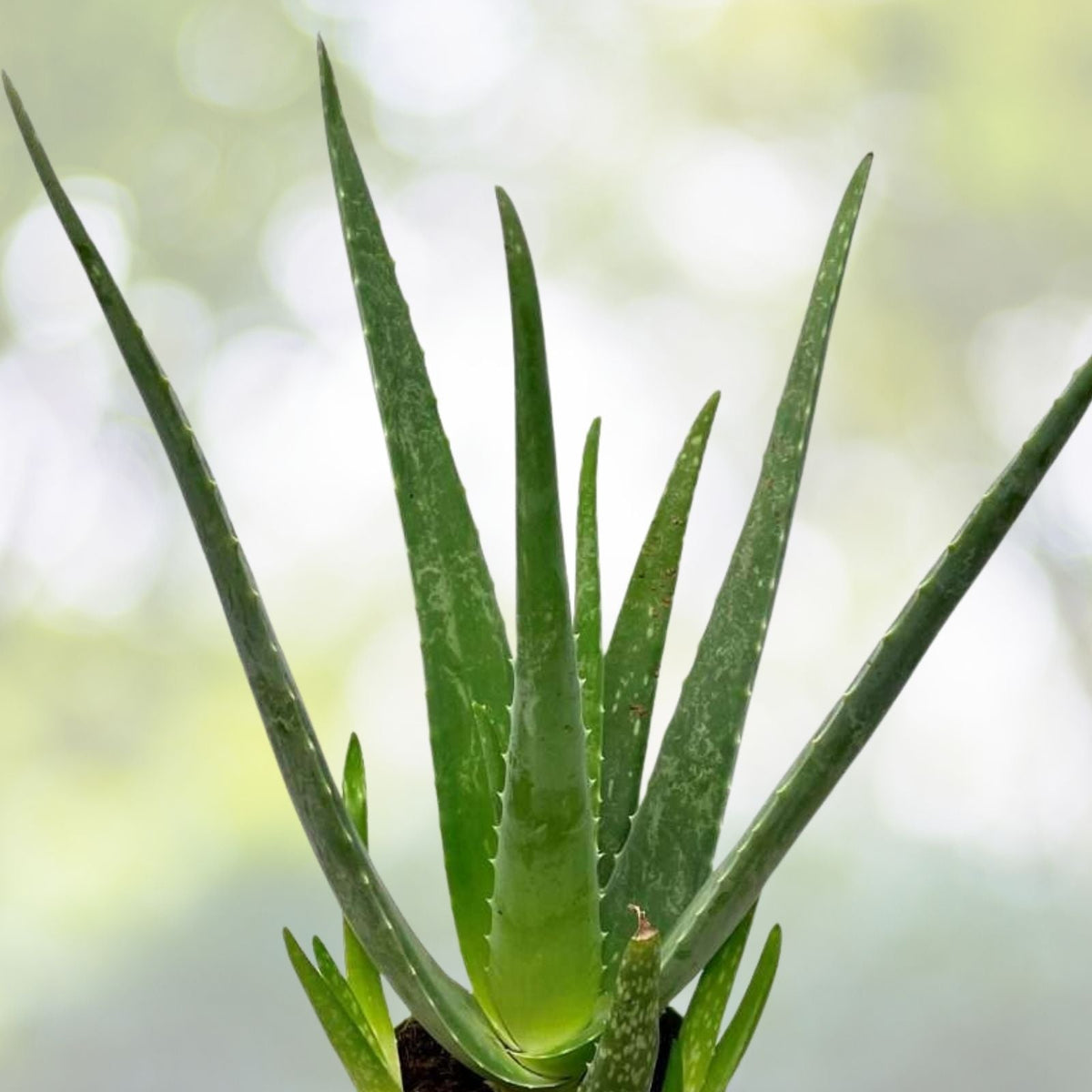 Aloe Vera Plants - 2 Pack - Fuji Variety - Medicinal & Cosmetic Benefits - Aloe barbadensis miller