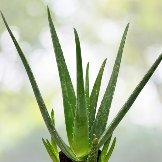 Aloe Vera Plants - 2 Pack - Fuji Variety - Medicinal & Cosmetic Benefits - Aloe barbadensis miller