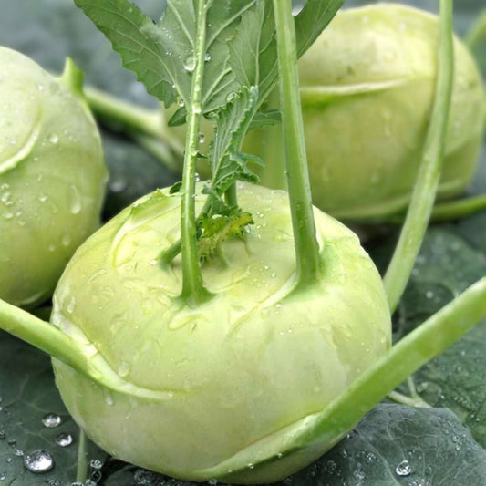 Kohlrabi Seeds 500 Non-GMO Heirloom Early White Vienna Brassica oleracea Vegetable Garden Planting