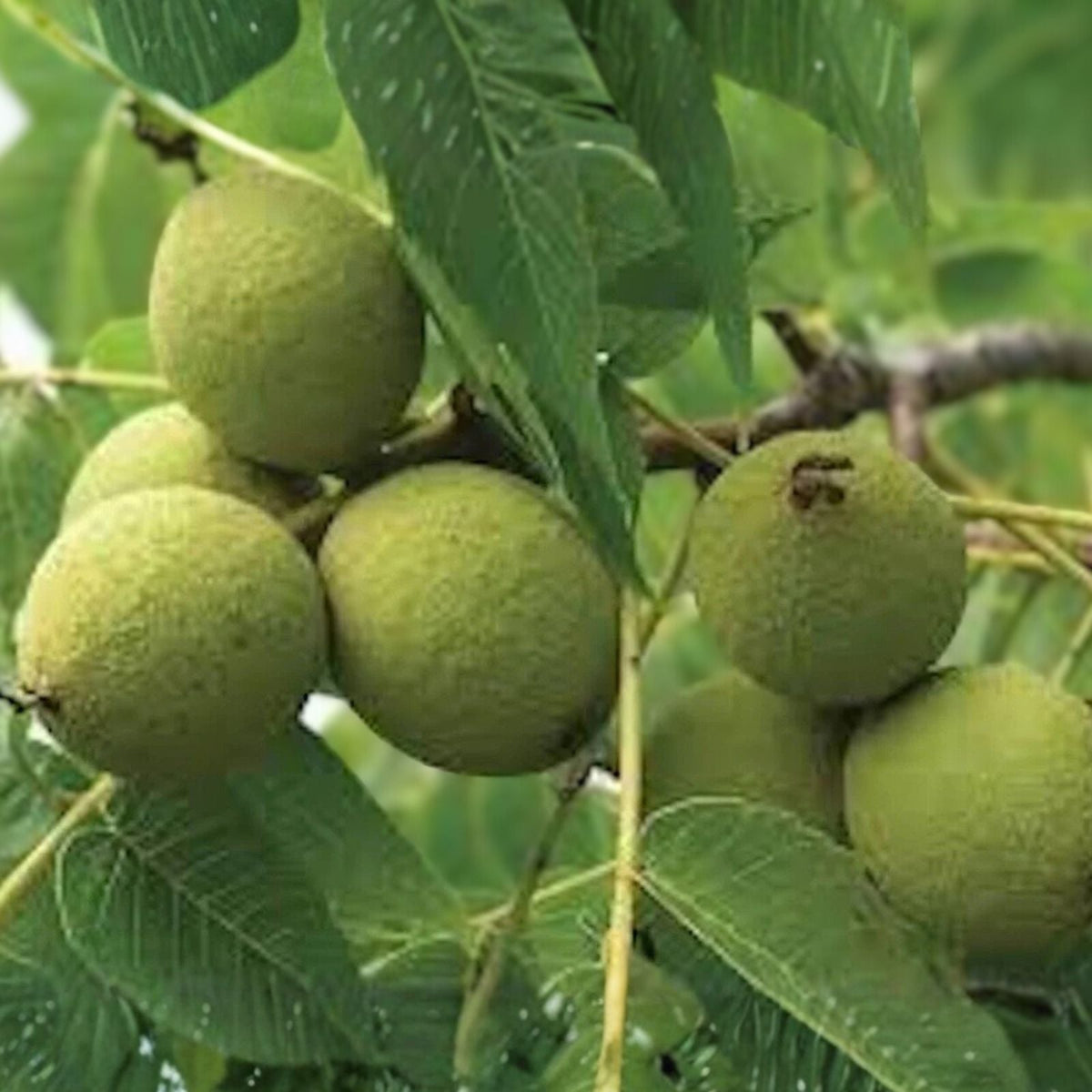 Black Walnut Tree Live Plant 12-24in Juglans nigra Bare Root - 3 Pack, Deciduous, Fast-Growing, High-Quality Wood