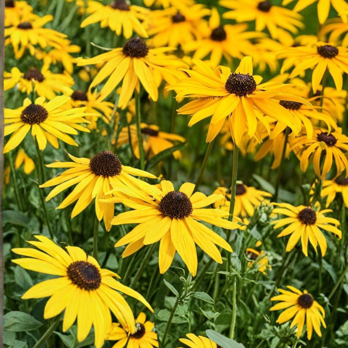 Rudbeckia Seeds 125+ Sahara Starlight Black-Eyed Susan Annual Flower Seeds Garden Rudbeckia hirta