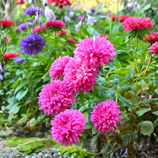Aster Seeds 25+ Rainbow Variety Bright Vivid Blooms Garden Flower Aster spp.