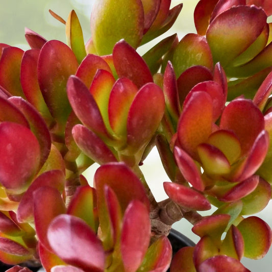 Rare Red Akai Jade Succulent Cutting 1 Unrooted Crassula Ovata Plant Unique Colorful Houseplant for Collectors