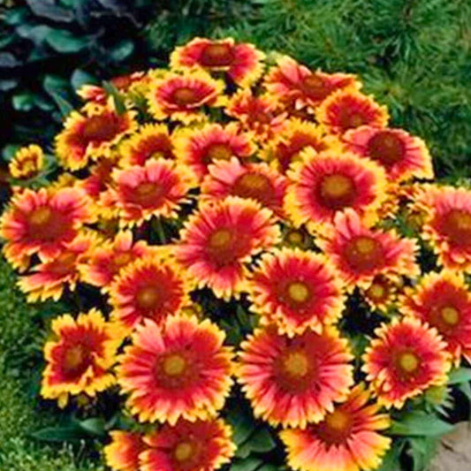 Arizona Sun Blanket Flower Seeds 100 Count Bright Large Blooms Gaillardia pulchella Perennial Flower Seeds