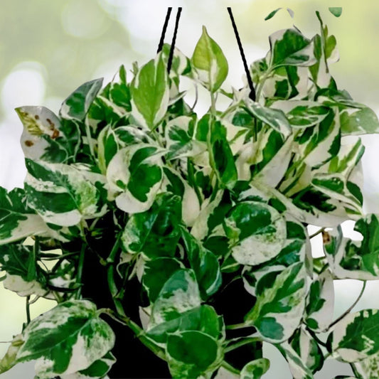N'Joy Pothos Plant - 3 Inch Pot - Well-Rooted Indoor Houseplant - Low Light Tolerant - Epipremnum aureum