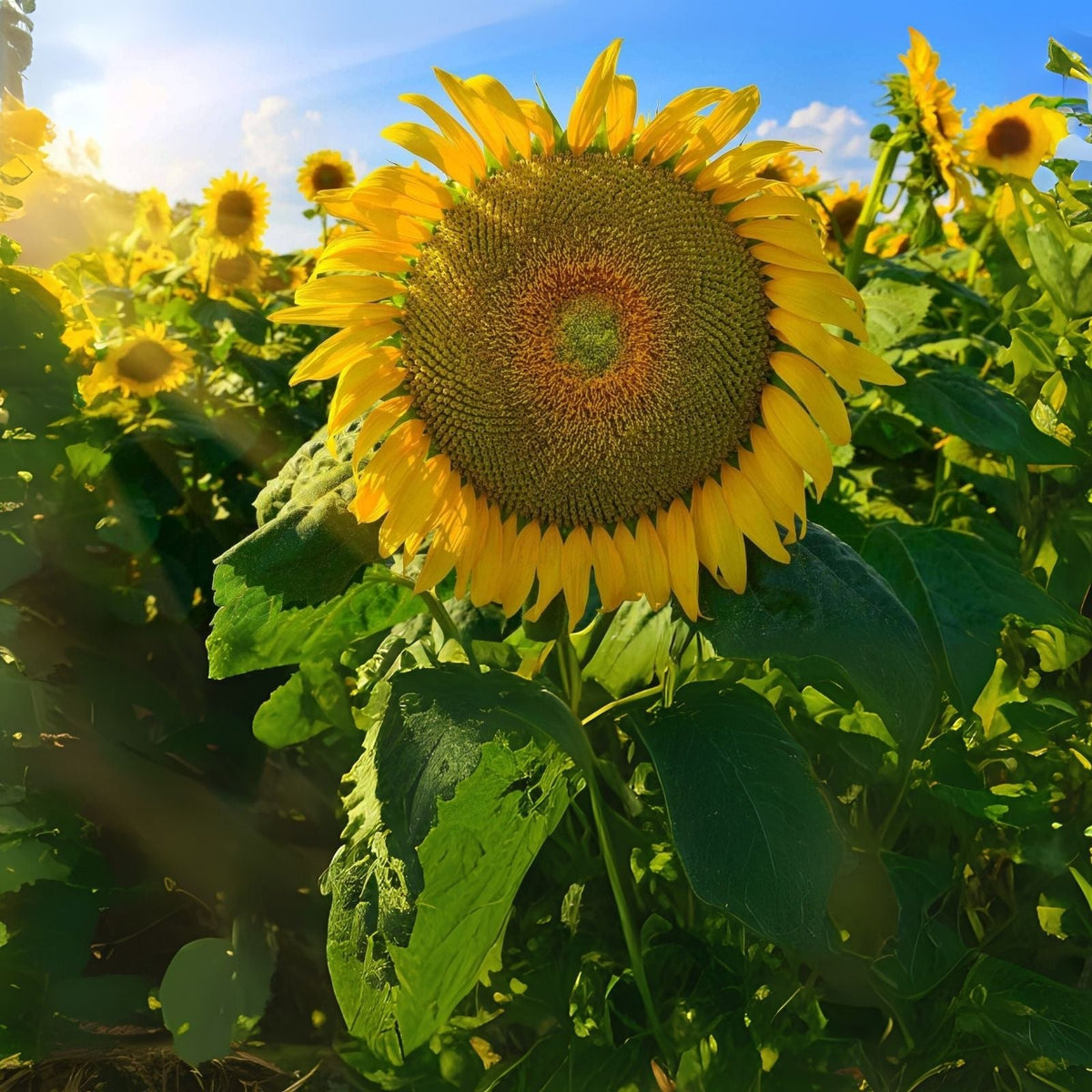 Organic Mongolian Giant Sunflower Seeds - 100 Non-GMO Seeds for Planting - Helianthus annuus