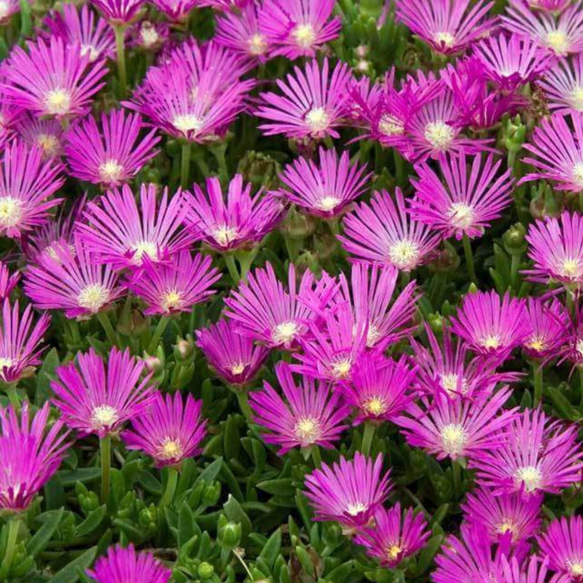 Creeping Ice Plant Cuttings - 25 Purple Pink Ground Cover RARE Succulent - Delosperma spp.