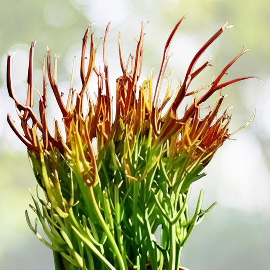 Pencil Cactus Cuttings - 10 Firesticks Succulent Cuttings - Easy to Grow Euphorbia tirucalli - Drought Tolerant Indoor Plant