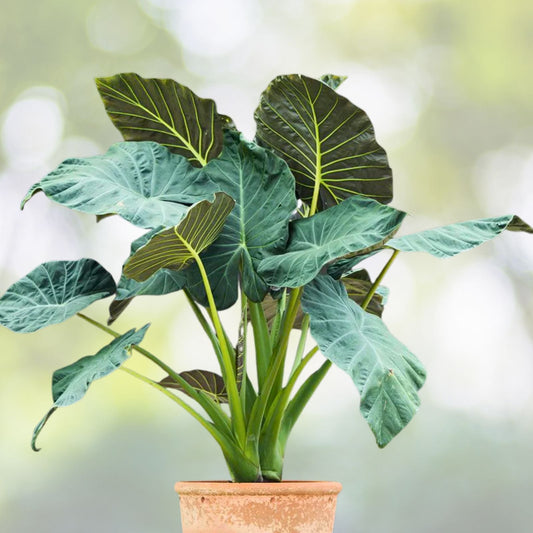 Alocasia Regal Shield Plant - 3 Gallon Pot - Tropical Houseplant - Alocasia 'Regal Shield' - Live Indoor Plant