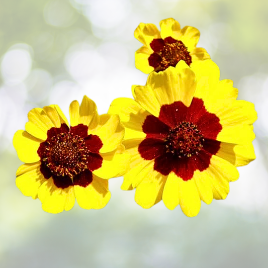 Plains Coreopsis Seeds - 100 Count - Vibrant Native Wildflower for Pollinators - Coreopsis tinctoria