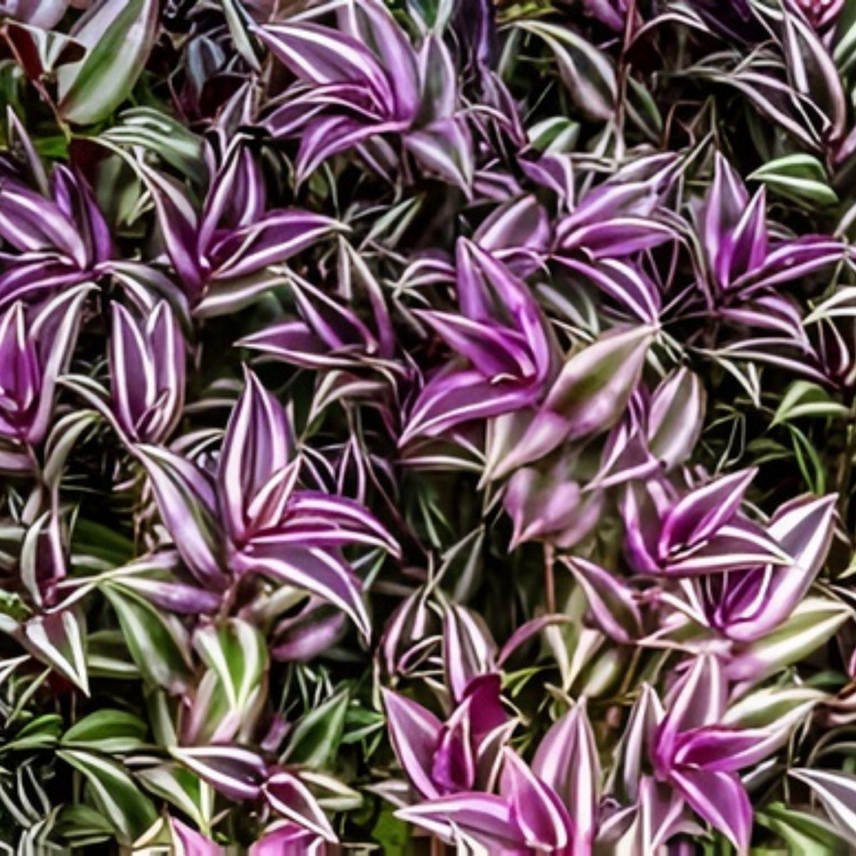 Wandering Jew Cutting Setcreasea Tradescantia Pallida Tampicana Indoor Plant Propagation - Uncommon Houseplant