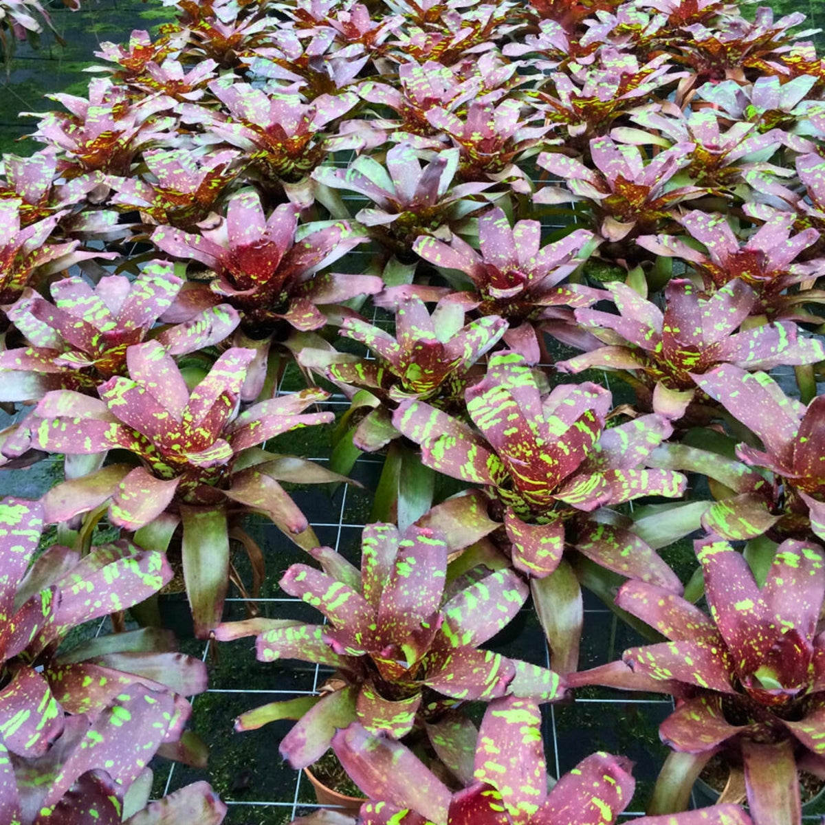 Bromeliad Plant 6" Pot Neoregelia Green Eyes | Tropical Indoor Houseplant (Neoregelia) for Home Decor
