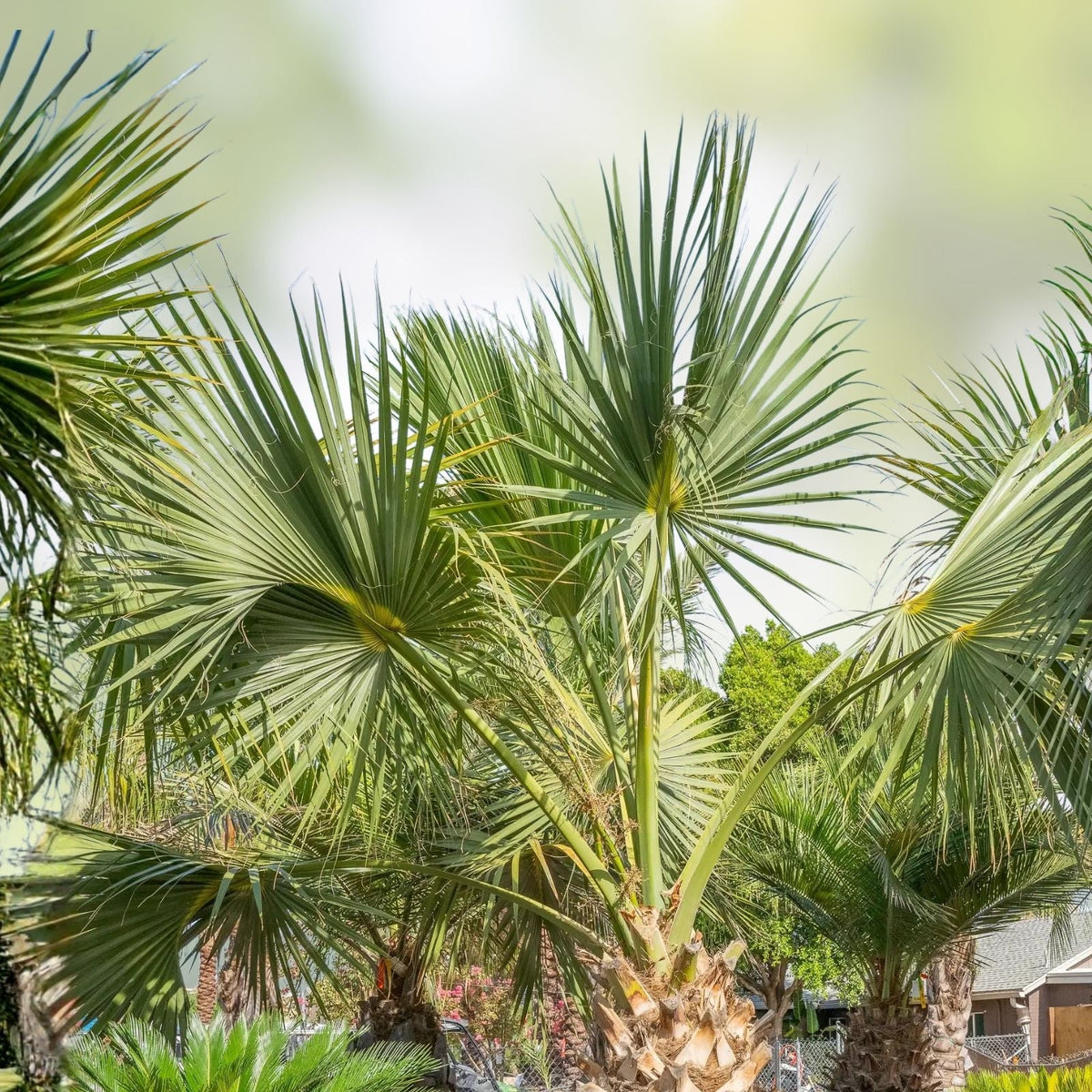 Sabal Palm Tree Sapling 2+ Years Old Cabbage Palm Texas Sabal Not Bare Root Landscaping, 8-12 inch Sabal palmetto